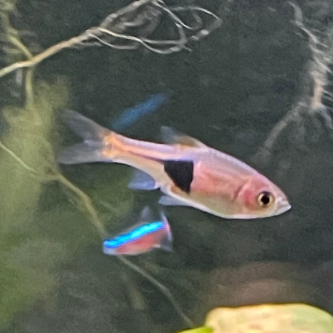 the-fish-farm Rasbora Harlequin Rasbora Harlequin Rasbora - The Fish Farm