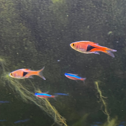 the-fish-farm Rasbora Harlequin Rasbora Harlequin Rasbora - The Fish Farm