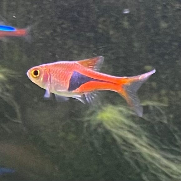 Harlequin Rasbora The Fish Farm - Main Image