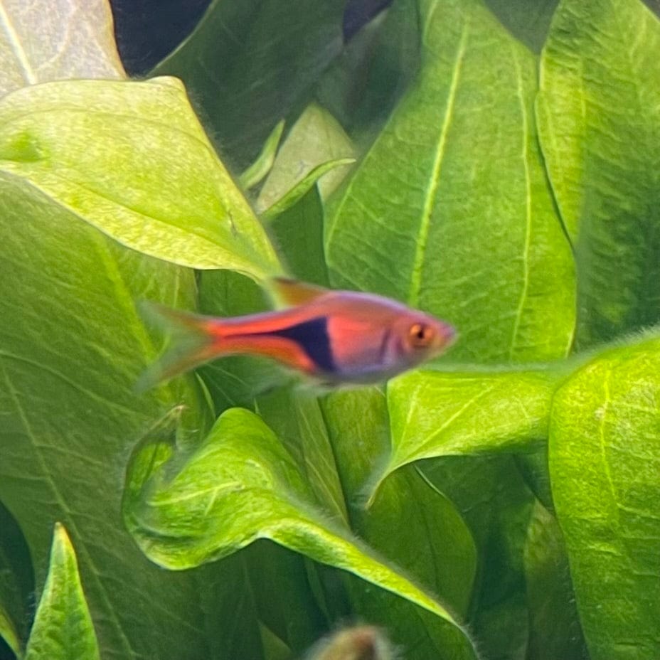 the-fish-farm Rasbora Harlequin Rasbora Harlequin Rasbora - The Fish Farm