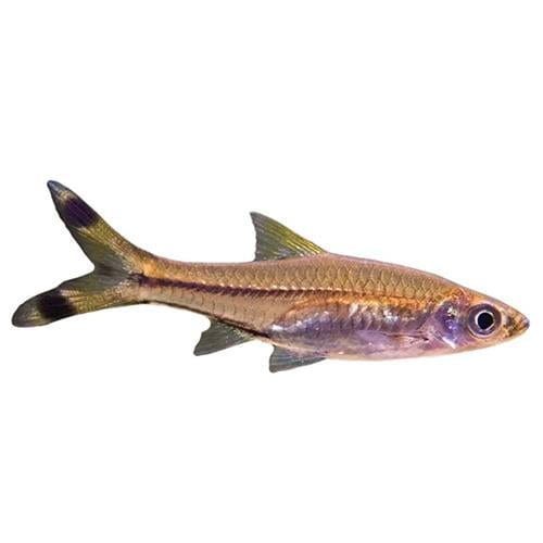 the-fish-farm Rasbora Scissortail Rasbora Scissortail Rasbora - The Fish Farm