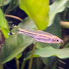 the-fish-farm Rasbora Scissortail Rasbora Scissortail Rasbora - The Fish Farm