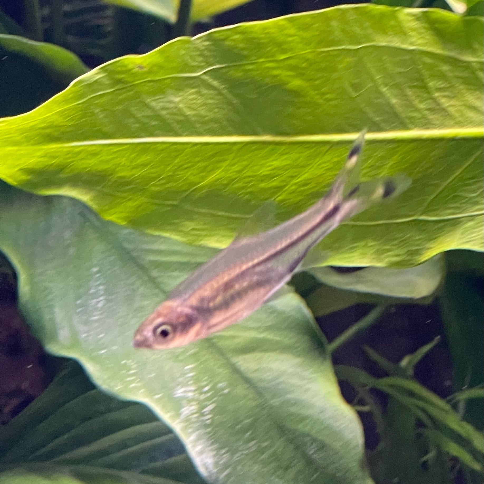 the-fish-farm Rasbora Scissortail Rasbora Scissortail Rasbora - The Fish Farm