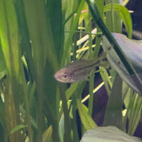 the-fish-farm Rasbora Scissortail Rasbora Scissortail Rasbora - The Fish Farm
