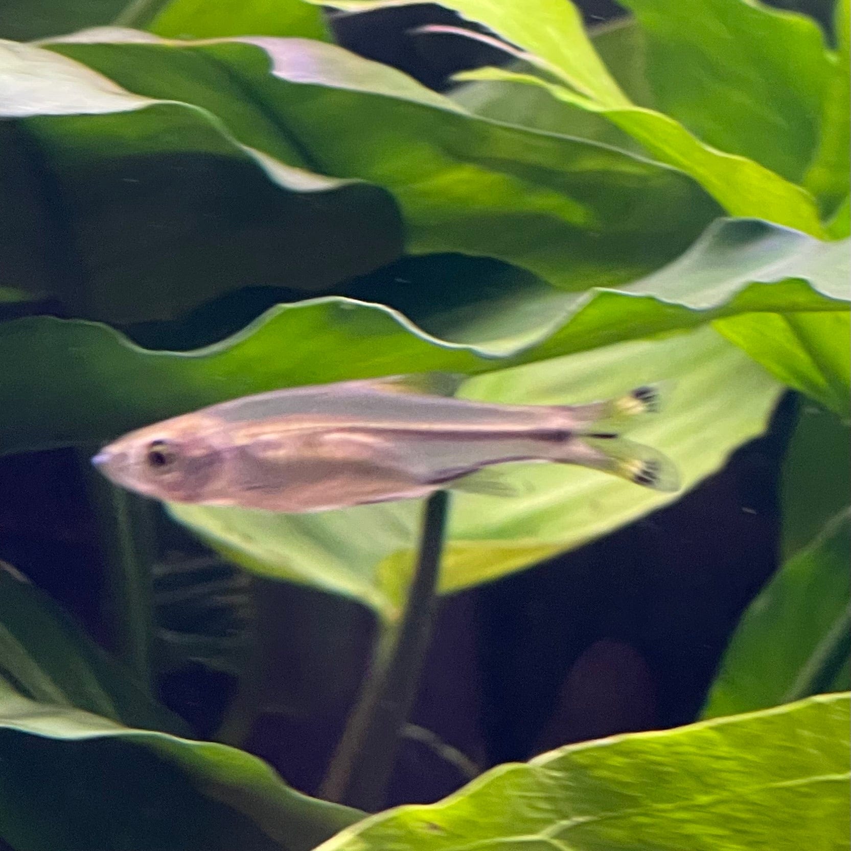 the-fish-farm Rasbora Scissortail Rasbora Scissortail Rasbora - The Fish Farm