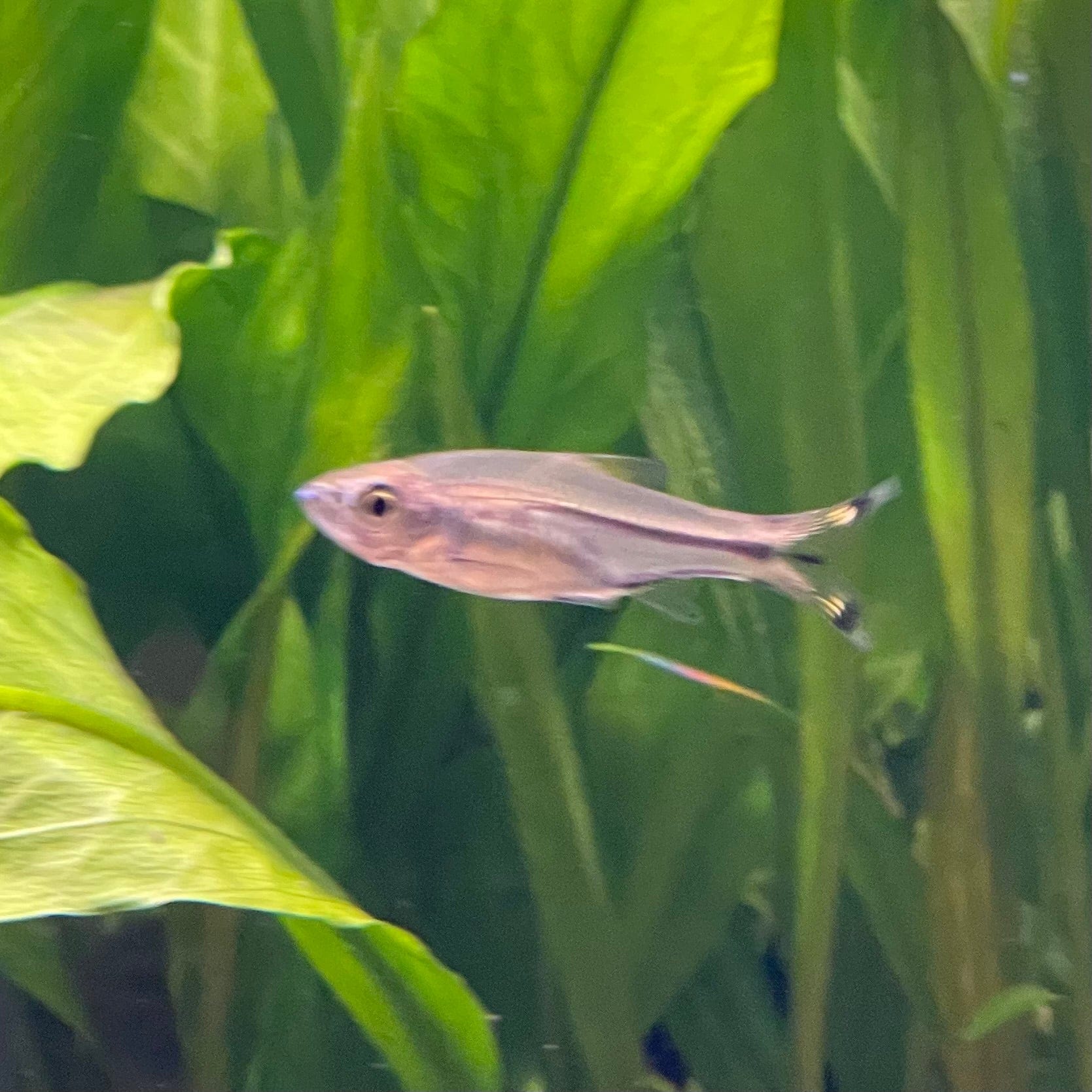 the-fish-farm Rasbora Scissortail Rasbora Scissortail Rasbora - The Fish Farm