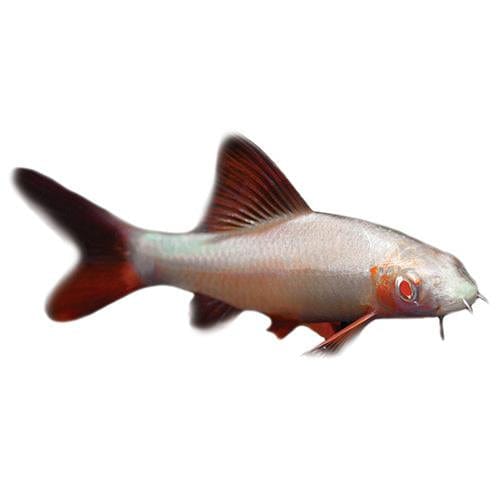 the-fish-farm Shark Albino Rainbow Shark Albino Rainbow Shark - The Fish Farm