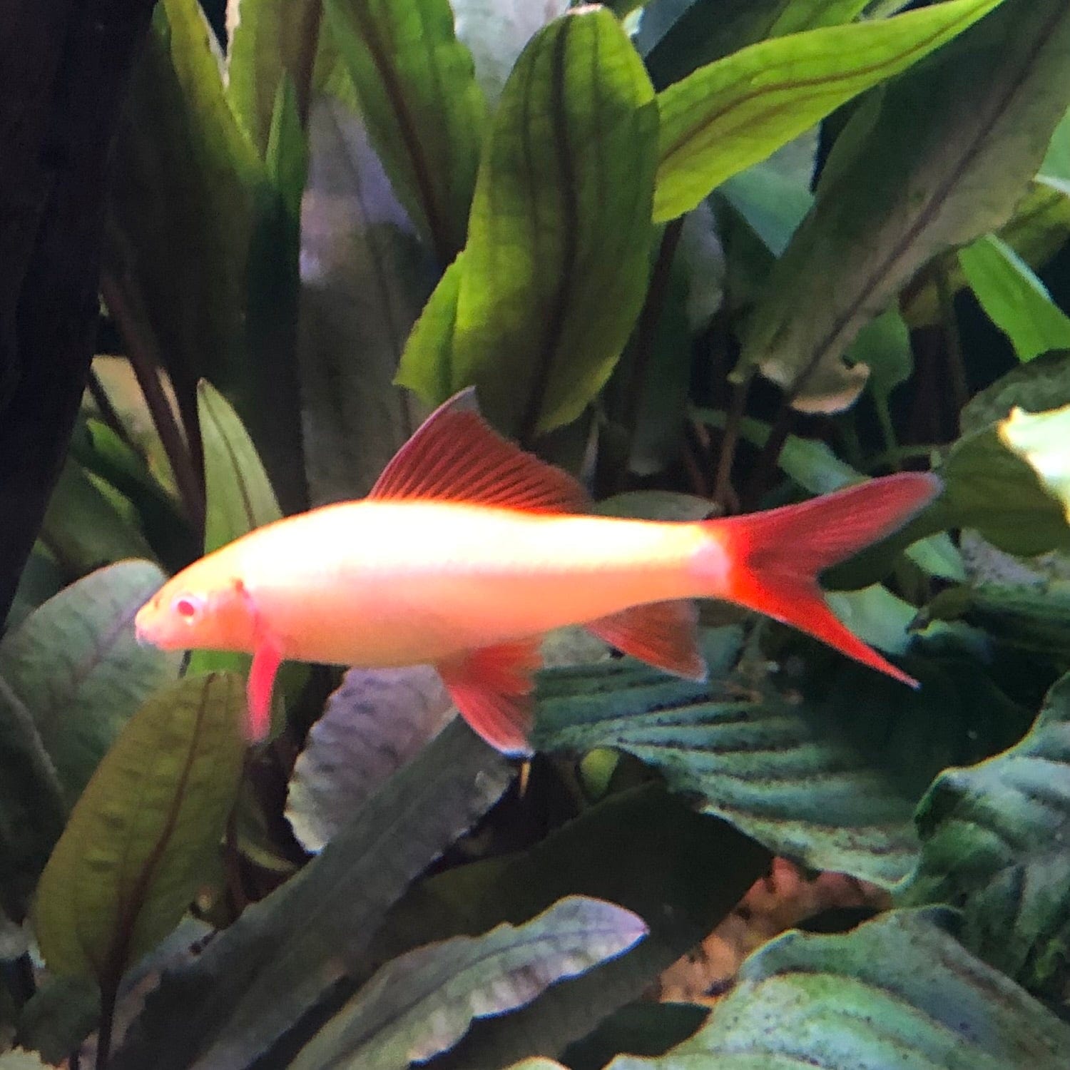 the-fish-farm Shark Albino Rainbow Shark Albino Rainbow Shark - The Fish Farm