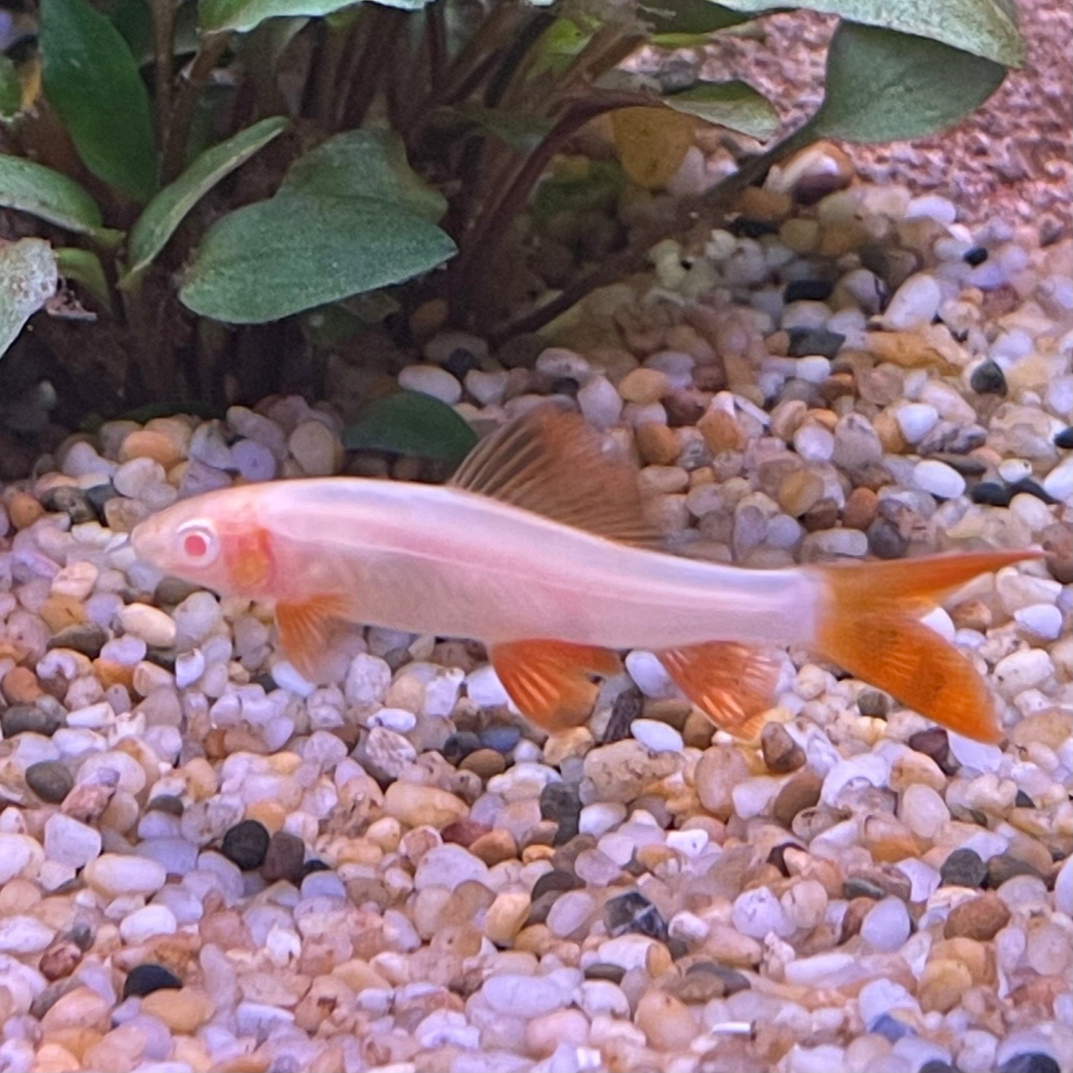 the-fish-farm Shark Albino Rainbow Shark Albino Rainbow Shark - The Fish Farm