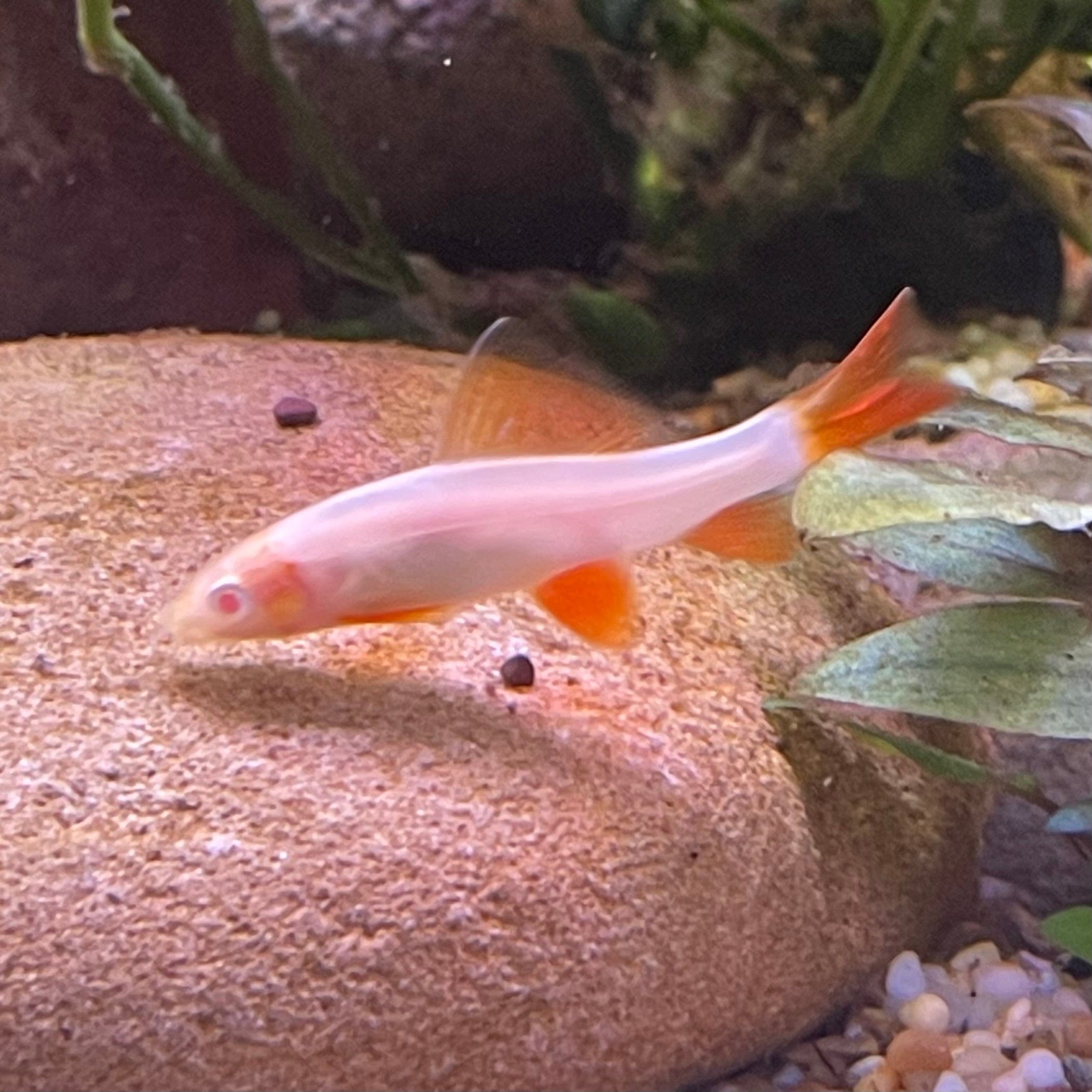 the-fish-farm Shark Albino Rainbow Shark Albino Rainbow Shark - The Fish Farm