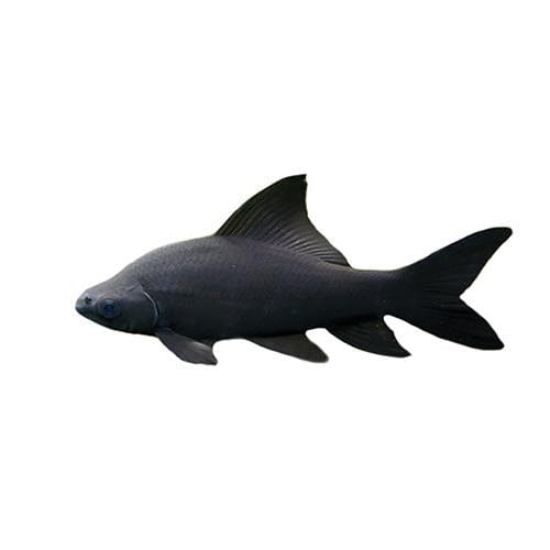 the-fish-farm Shark Black Shark 5cm Black Shark 5cm  - The Fish Farm