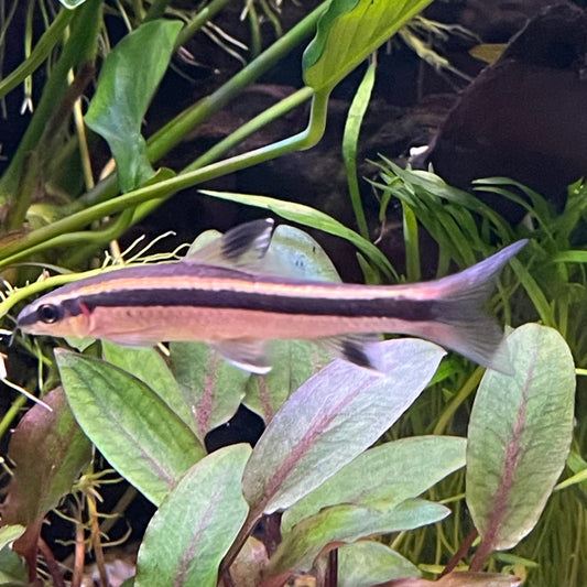 the-fish-farm Shark E. Kalopterus (Flying Fox) 5cm E. Kalopterus (Flying Fox) 5cm - The Fish Farm