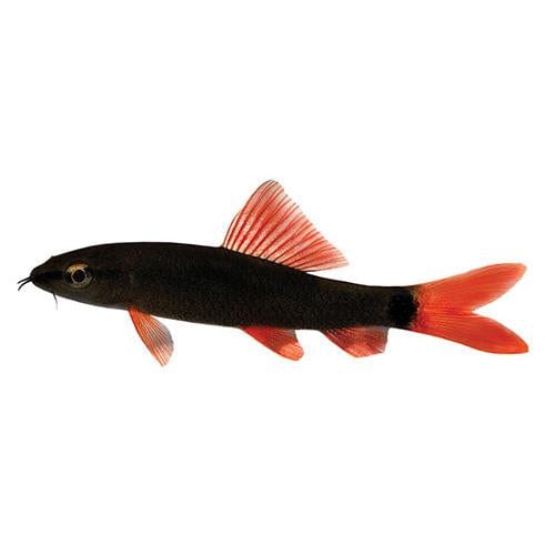 the-fish-farm Shark Rainbow Shark Rainbow Shark  - The Fish Farm