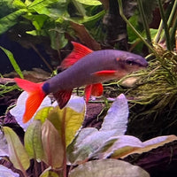 the-fish-farm Shark Rainbow Shark Rainbow Shark  - The Fish Farm
