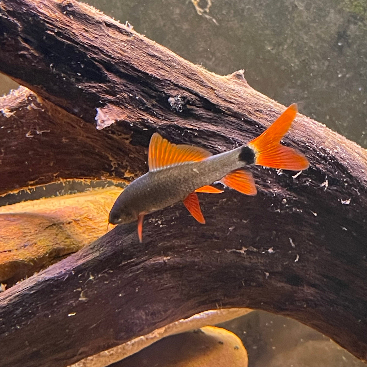 Rainbow Shark - The Fish Farm