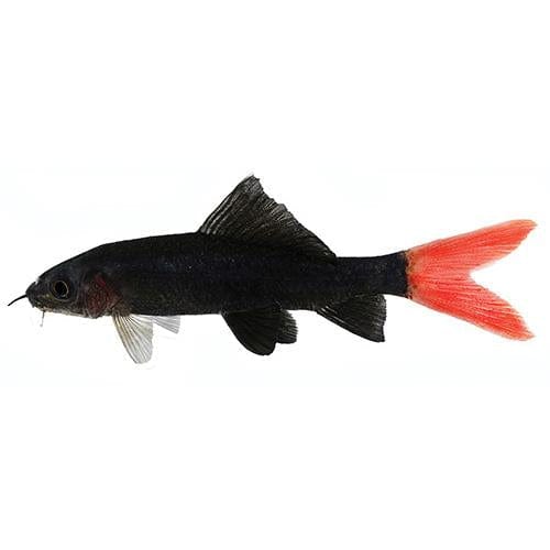 the-fish-farm Shark Redtail Black Shark Redtail Black Shark - The Fish Farm