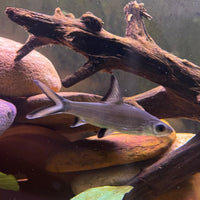 the-fish-farm Shark Silver Shark Silver Shark - The Fish Farm