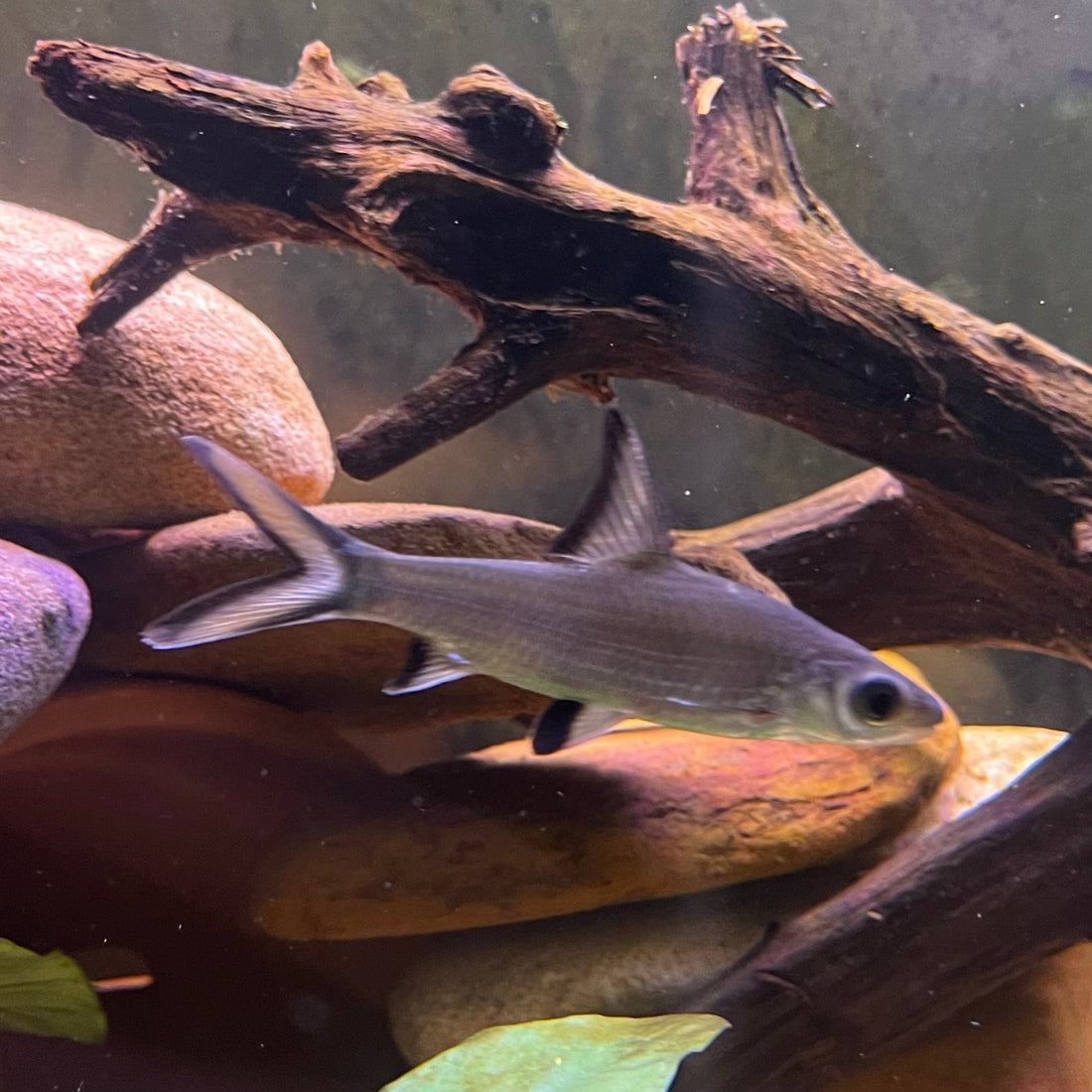 Silver Shark - The Fish Farm