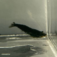 the-fish-farm Shrimp Black Diamond Cherry Shrimp - Neocaridina davidi (1-2cm) Black Diamond Cherry Shrimp - Neocaridina davidi (1-2cm) for Sale