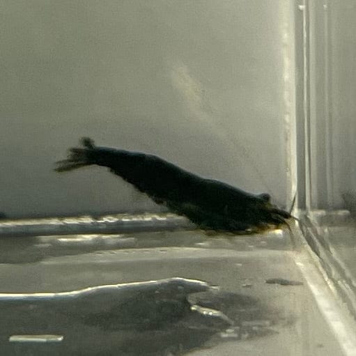 the-fish-farm Shrimp Black Diamond Cherry Shrimp - Neocaridina davidi (1-2cm) Black Diamond Cherry Shrimp - Neocaridina davidi (1-2cm) for Sale