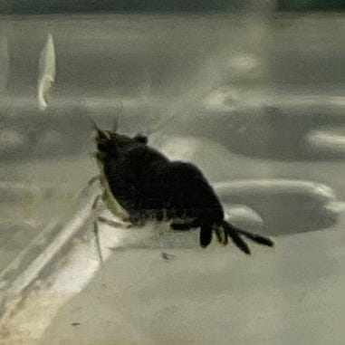 the-fish-farm Shrimp Black Diamond Cherry Shrimp - Neocaridina davidi (1-2cm) Black Diamond Cherry Shrimp - Neocaridina davidi (1-2cm) for Sale