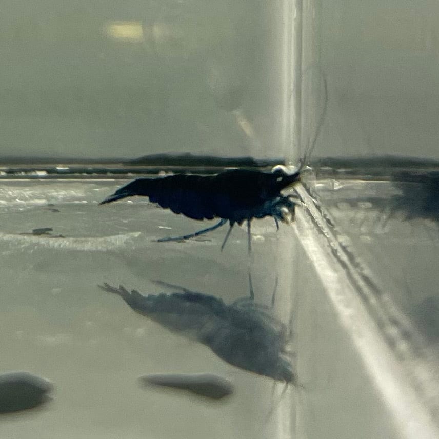 the-fish-farm Shrimp Blue Diamond Cherry Shrimp - Neocaridina davidi (1-2cm) Blue Diamond Cherry Shrimp - Neocaridina davidi (1-2cm) for Sale