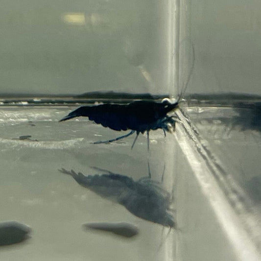 the-fish-farm Shrimp Blue Diamond Cherry Shrimp - Neocaridina davidi (1-2cm) Blue Diamond Cherry Shrimp - Neocaridina davidi (1-2cm) for Sale