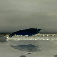 the-fish-farm Shrimp Blue Diamond Cherry Shrimp - Neocaridina davidi (1-2cm) Blue Diamond Cherry Shrimp - Neocaridina davidi (1-2cm) for Sale