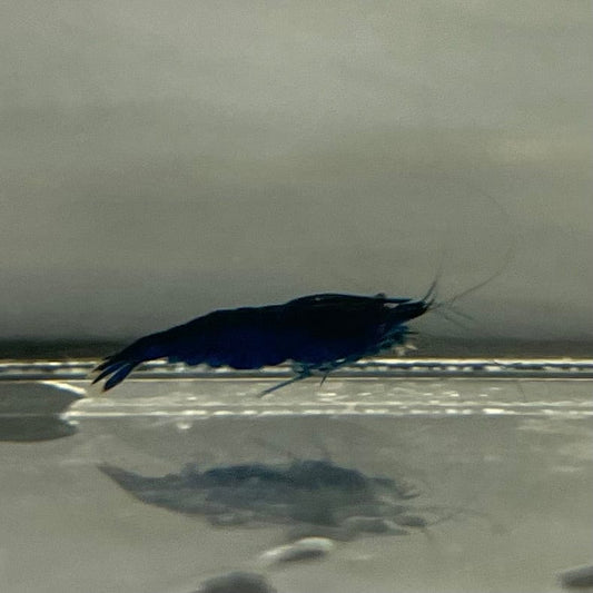the-fish-farm Shrimp Blue Diamond Cherry Shrimp - Neocaridina davidi (1-2cm) Blue Diamond Cherry Shrimp - Neocaridina davidi (1-2cm) for Sale