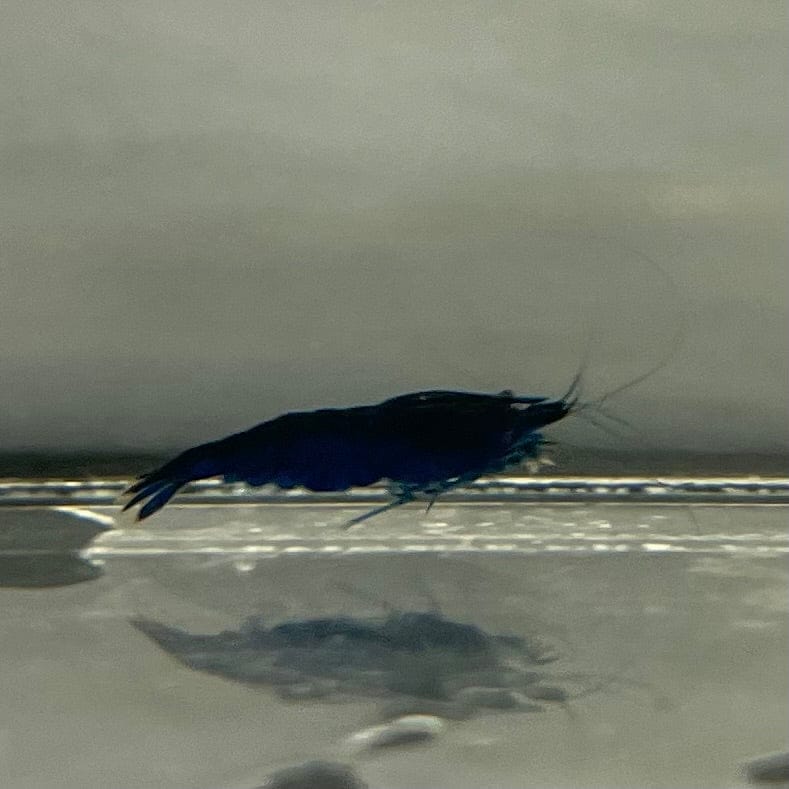 the-fish-farm Shrimp Blue Diamond Cherry Shrimp - Neocaridina davidi (1-2cm) Blue Diamond Cherry Shrimp - Neocaridina davidi (1-2cm) for Sale