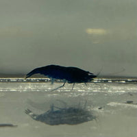 the-fish-farm Shrimp Blue Diamond Cherry Shrimp - Neocaridina davidi (1-2cm) Blue Diamond Cherry Shrimp - Neocaridina davidi (1-2cm) for Sale