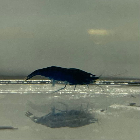 the-fish-farm Shrimp Blue Diamond Cherry Shrimp - Neocaridina davidi (1-2cm) Blue Diamond Cherry Shrimp - Neocaridina davidi (1-2cm) for Sale