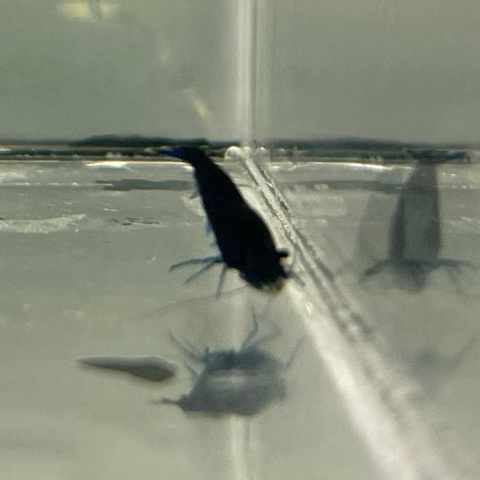 the-fish-farm Shrimp Blue Diamond Cherry Shrimp - Neocaridina davidi (1-2cm) Blue Diamond Cherry Shrimp - Neocaridina davidi (1-2cm) for Sale