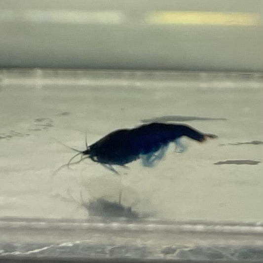 the-fish-farm Shrimp Blue Diamond Cherry Shrimp - Neocaridina davidi (1-2cm) Blue Diamond Cherry Shrimp - Neocaridina davidi (1-2cm) for Sale