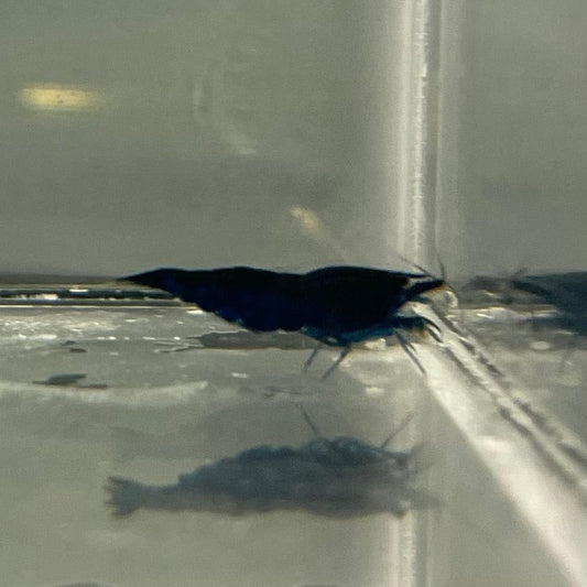 the-fish-farm Shrimp Blue Diamond Cherry Shrimp - Neocaridina davidi (1-2cm) Blue Diamond Cherry Shrimp - Neocaridina davidi (1-2cm) for Sale