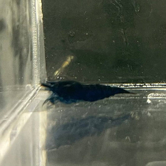 the-fish-farm Shrimp Blue Diamond Cherry Shrimp - Neocaridina davidi (1-2cm) Blue Diamond Cherry Shrimp - Neocaridina davidi (1-2cm) for Sale