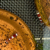 the-fish-farm Shrimp Crystal Red Shrimp - Caridina cf Cantonesis (1-2cm) Crystal Red Shrimp - Caridina cf Cantonesis (1-2cm) for Sale in Australia
