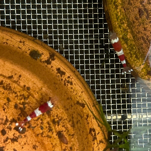 the-fish-farm Shrimp Crystal Red Shrimp - Caridina cf Cantonesis (1-2cm) Crystal Red Shrimp - Caridina cf Cantonesis (1-2cm) for Sale in Australia