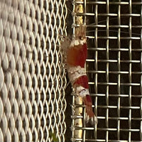 the-fish-farm Shrimp Crystal Red Shrimp - Caridina cf Cantonesis (1-2cm) Crystal Red Shrimp - Caridina cf Cantonesis (1-2cm) for Sale in Australia
