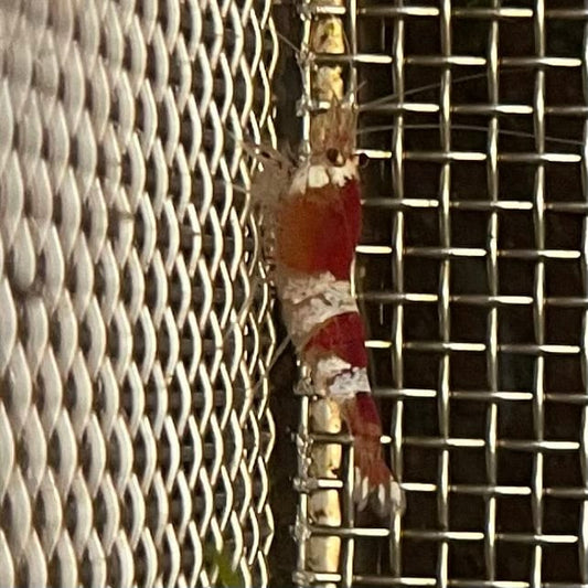 the-fish-farm Shrimp Crystal Red Shrimp - Caridina cf Cantonesis (1-2cm) Crystal Red Shrimp - Caridina cf Cantonesis (1-2cm) for Sale in Australia