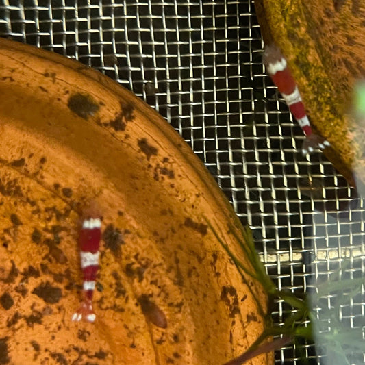the-fish-farm Shrimp Crystal Red Shrimp - Caridina cf Cantonesis (1-2cm) Crystal Red Shrimp - Caridina cf Cantonesis (1-2cm) for Sale in Australia