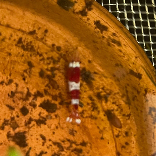the-fish-farm Shrimp Crystal Red Shrimp - Caridina cf Cantonesis (1-2cm) Crystal Red Shrimp - Caridina cf Cantonesis (1-2cm) for Sale in Australia
