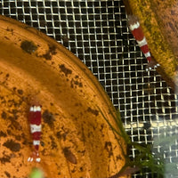 the-fish-farm Shrimp Crystal Red Shrimp - Caridina cf Cantonesis (1-2cm) Crystal Red Shrimp - Caridina cf Cantonesis (1-2cm) for Sale in Australia