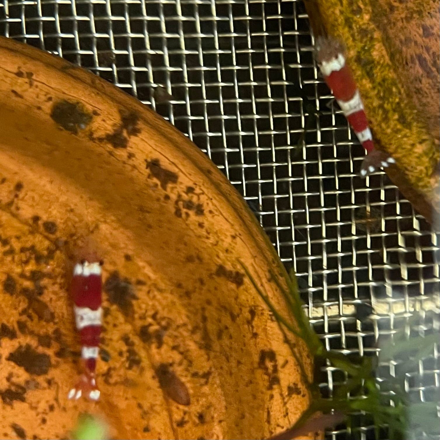 the-fish-farm Shrimp Crystal Red Shrimp - Caridina cf Cantonesis (1-2cm) Crystal Red Shrimp - Caridina cf Cantonesis (1-2cm) for Sale in Australia
