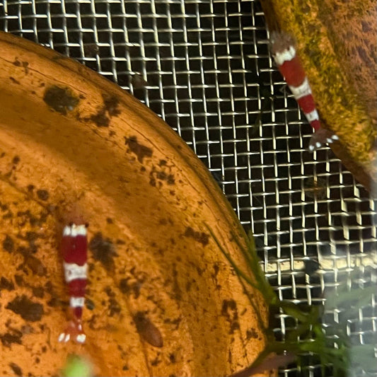 the-fish-farm Shrimp Crystal Red Shrimp - Caridina cf Cantonesis (1-2cm) Crystal Red Shrimp - Caridina cf Cantonesis (1-2cm) for Sale in Australia