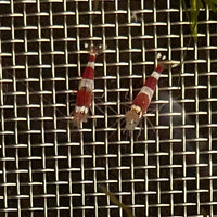 the-fish-farm Shrimp Crystal Red Shrimp - Caridina cf Cantonesis (1-2cm) Crystal Red Shrimp - Caridina cf Cantonesis (1-2cm) for Sale in Australia