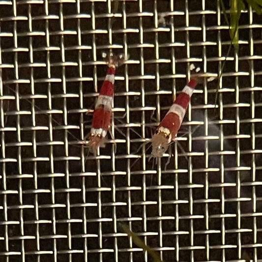 the-fish-farm Shrimp Crystal Red Shrimp - Caridina cf Cantonesis (1-2cm) Crystal Red Shrimp - Caridina cf Cantonesis (1-2cm) for Sale in Australia