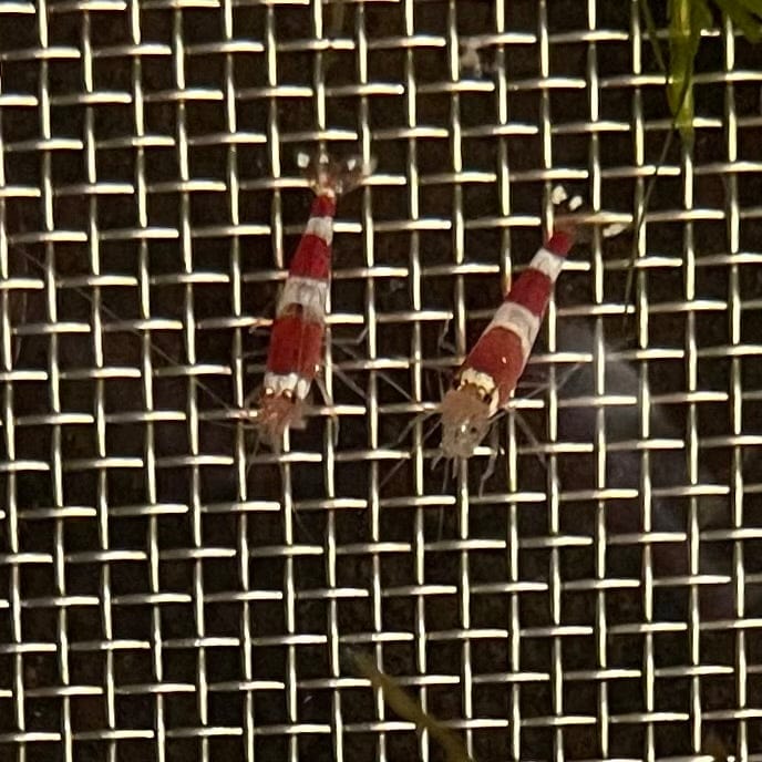 the-fish-farm Shrimp Crystal Red Shrimp - Caridina cf Cantonesis (1-2cm) Crystal Red Shrimp - Caridina cf Cantonesis (1-2cm) for Sale in Australia