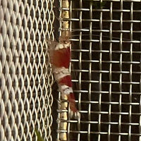 the-fish-farm Shrimp Crystal Red Shrimp - Caridina cf Cantonesis (1-2cm) Crystal Red Shrimp - Caridina cf Cantonesis (1-2cm) for Sale in Australia