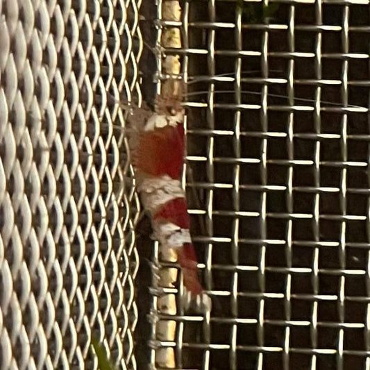 the-fish-farm Shrimp Crystal Red Shrimp - Caridina cf Cantonesis (1-2cm) Crystal Red Shrimp - Caridina cf Cantonesis (1-2cm) for Sale in Australia